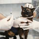 chat malade